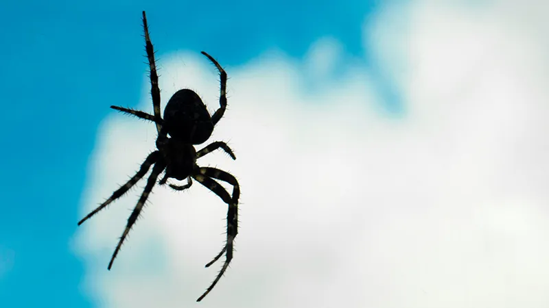 Spider: A New Thread in the Ransomware Web